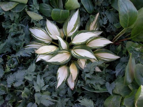 We did not find results for: Hosta 'Remember Me' | Kiefer Nursery: Trees, Shrubs ...
