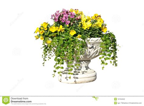 Per un chilo di spezia occorrono circa centoventimila fiori. Il POT Bianco Con I Fiori Gialli, Dentellare E Viola ...
