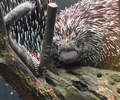 Prehensile Tailed Porcupine Smithsonian National Zoo Flickr