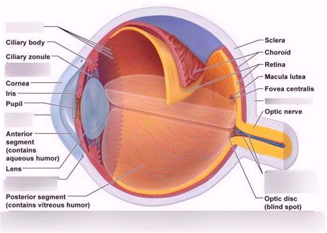 Human Anatomy Chapter 15 Special Senses Eye Diagram Diagram Quizlet