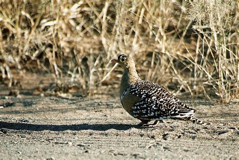 Double Banded Sand Grouse Male Birdforum