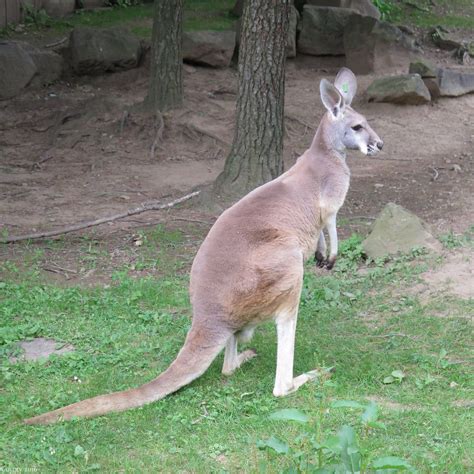 Eastern Grey Kangaroo A Photo On Flickriver