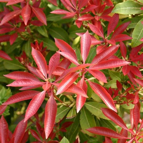Pieris Japonica Red Mill Lily Of The Valley Shrub Shrubs P