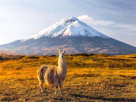Cotopaxi Volcano And Quilotoa Lagoon Full Day Tour