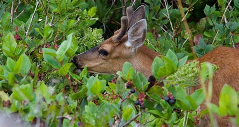 Will Deer Eat Raspberry Bushes – Raspberry