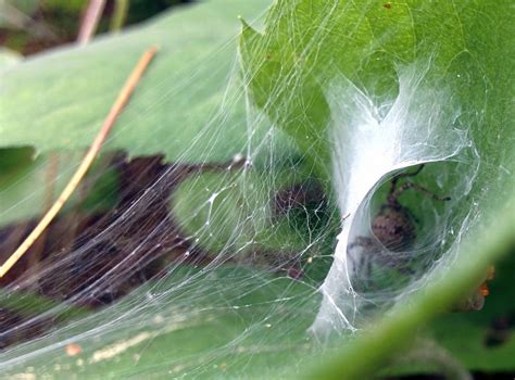 Medium or large in size, their poison can be severely. Toxic and Feared: 7 Facts About the Sydney Funnel-Web Spider