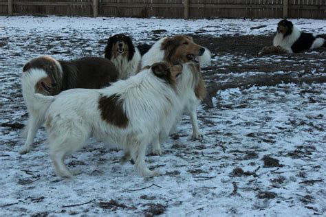 Beware Of Branwen Collies Of The Meadow