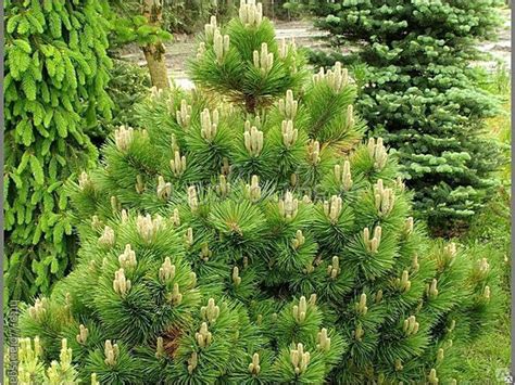 Сосна черная Хорниброкиана купить в Москве саженцы Pinus Nigra Hornibrookiana в питомнике Медра