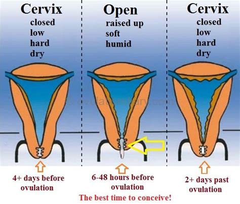 8 Great Methods For Calculating Ovulation Most Accurate Page 2 Of