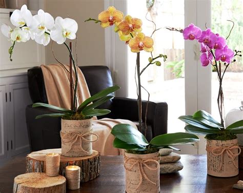 Salah satu tanaman hias untuk taman di dalam rumah adalah bunga adenium. Hiasan Bunga Dalam Rumah | Desainrumahid.com