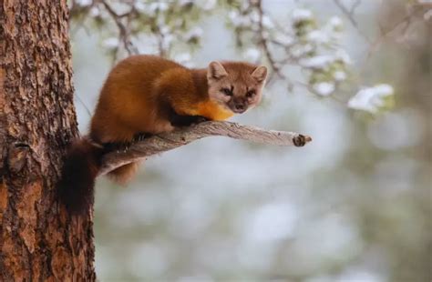 American Marten Facts Size Habitat Diet And More With Images