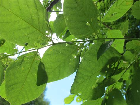 In a forest habitat they can become very large, but it takes several hundred years! A Year With the Trees: Yellowwood - Cladrastis kentuckea