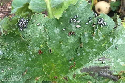 Check spelling or type a new query. Zucchini Growing Problems: 10 Common Issues and How to ...