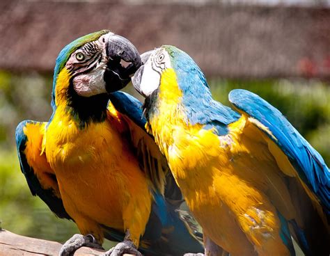 Parrot Kiss Flickr Photo Sharing