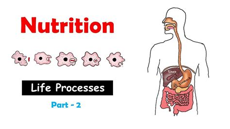 Nutrition Class 10 Life Processes Cbse Ncert Science Youtube