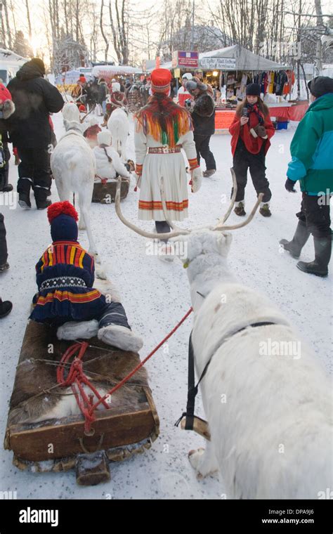 Traditional Reindeer Caravan With Same Laplander In Folk Costume