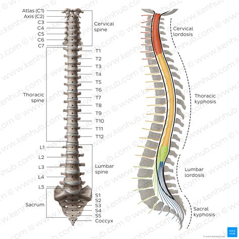 Spine Anatomy Diagrams And Interactive Vertebrae Quizzes Kenhub