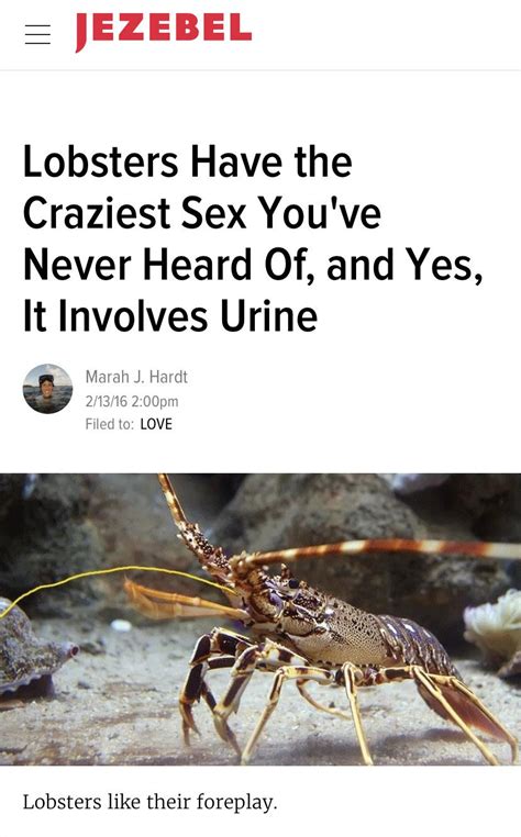 lobsters have the craziest sex you ve never heard of and yes it involves urine r
