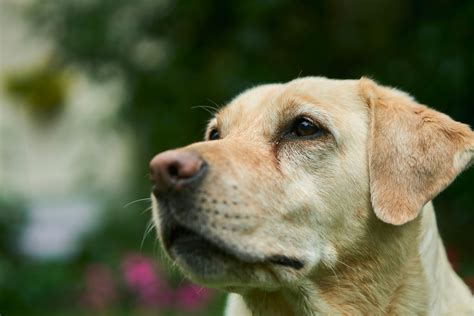 Adult Labrador Retriever · Free Stock Photo