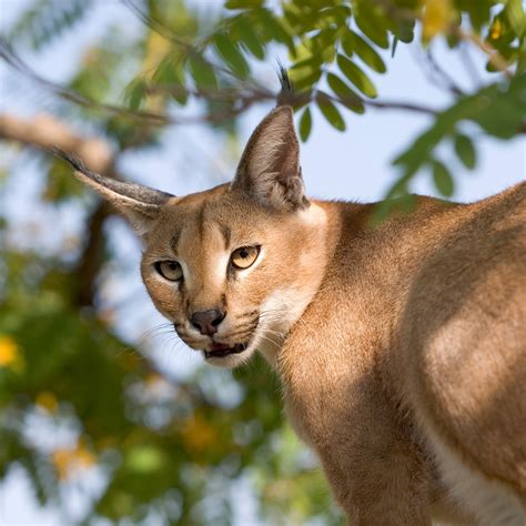 Top 100 Which Animal Has Big Ears