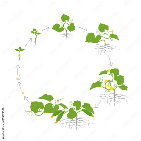 Crop Of Cucumber Plant Circular Round Growth Stages Vector