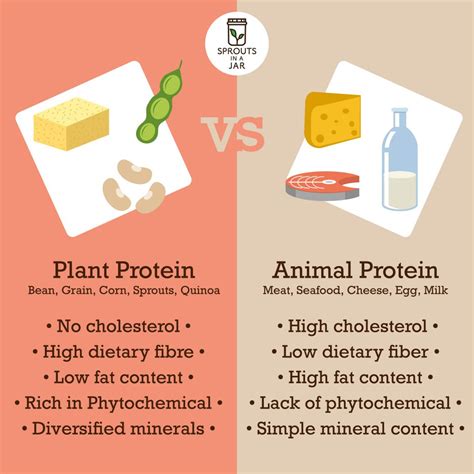 Plant Protein Vs Animal Protein Sprouts In A Jar