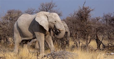 Botswana Closer To Lifting Ban On Elephant Hunting Report Web Top News