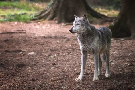 Worlds Largest Wolf Ever Recorded