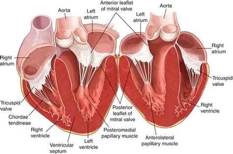 Image Result For Posteromedial Papillary Muscle Blood Supply Heart