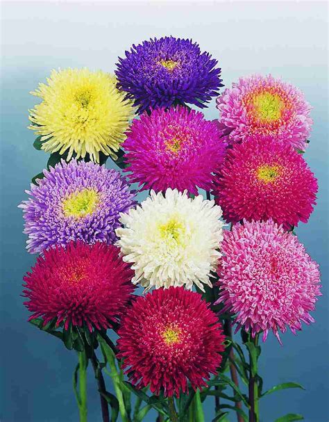 Callistephus Aster Chinensis Princess Mixture Muller Seeds