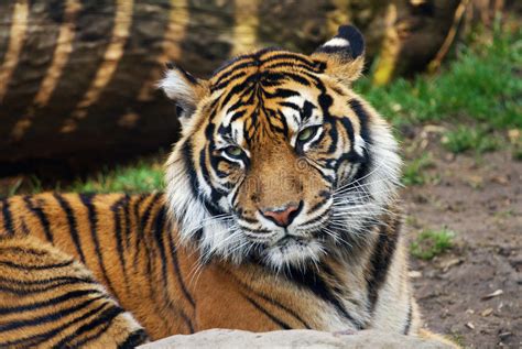 Tigre Retrato De Un Tigre De Sumatran Foto De Archivo Imagen De Asia