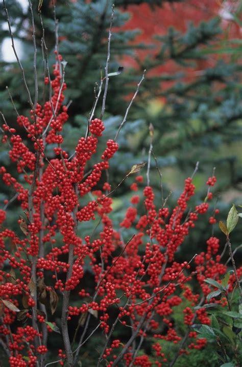 Ilex Verticillata Winter Red Winterberry From Hardscrabble Farms