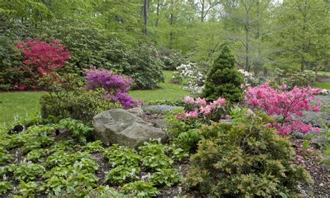Рододендрон даурский (rhododendron dauricum) — вид листопадных или вечнозелёных кустарников из рода рододендрон, относящегося к семейству вересковые. Merged Cleveland Botanical Garden, Holden Arboretum has ...