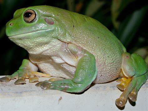 Whites Tree Frog Amphibian Care