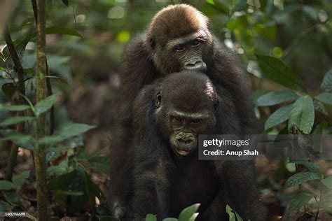 Western Lowland Gorilla Juveniles Play Fighting High Res Stock Photo