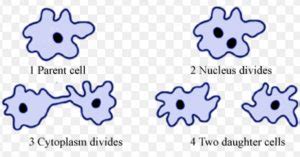 Binary fission is a type of asexual reproduction in which the. Asexual Reproduction in animals | Class 8, Reproduction in ...