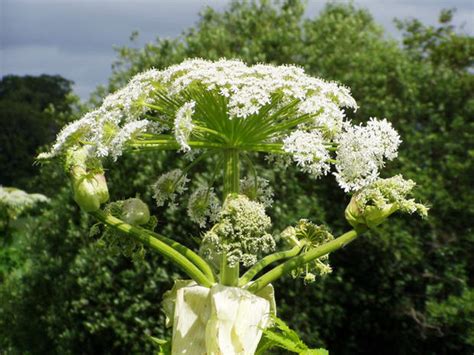 Giant Hogweed 8 Facts You Must Know About The Toxic Plant Photo 1