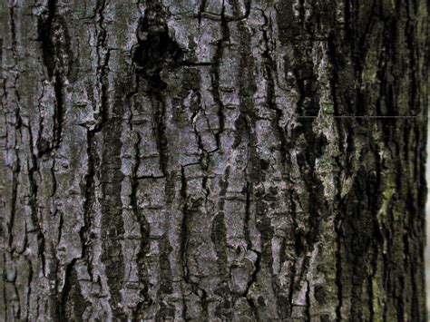 Imageafter Texture Bark Dark Wood Tree Texture Ash Tree