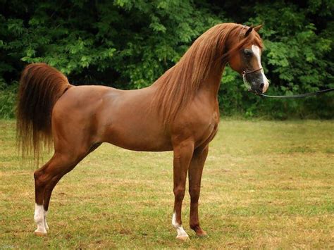 Arabian Horse Breed Information And Pictures Pets Planet