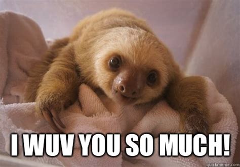 Baby Sloth Memes Quickmeme