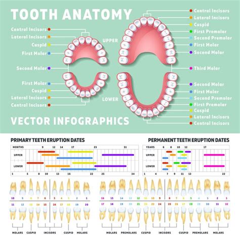 Orthodontist Human Tooth Anatomy Vector Infographics With Teeth Diagra