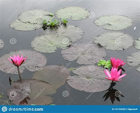 Blooming Pink Lotus Flower Floating In Water Water Lily Stock Photo