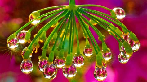 Morning Dew Flower Twigs Drops Water Sun Rays Desktop Wallpaper For