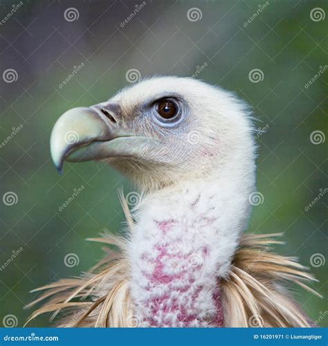 Head Of Vulture Stock Image Image Of Vulture Carrion 16201971