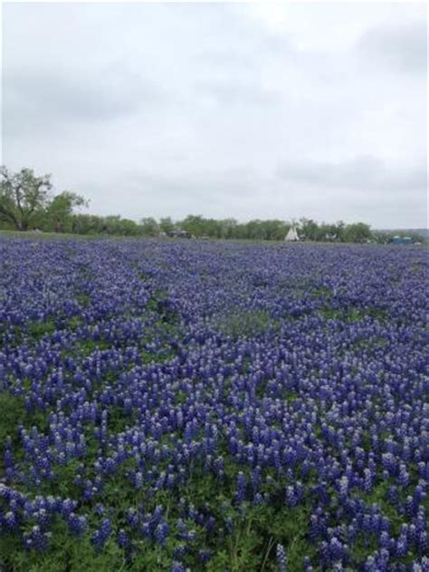 Iron wolf ranch and distillery. Muleshoe Bend Recreation Area (Spicewood) - 2018 All You ...