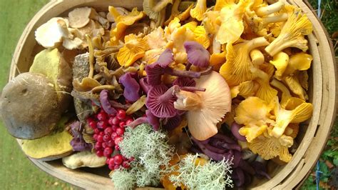 Autumn Fungi And Wild Food Foraging Walk Argyll Galloway Wild Foods