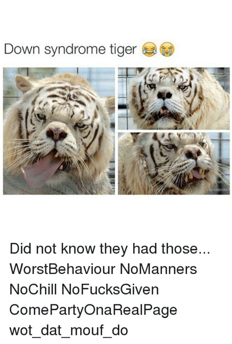 Down Syndrome Tiger Did Not Know They Had Those Worstbehaviour Nomanners Nochill Nofucksgiven