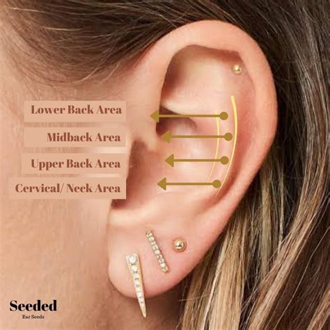 Back Pain Seededearseeds In Ear Reflexology Ear Seeds