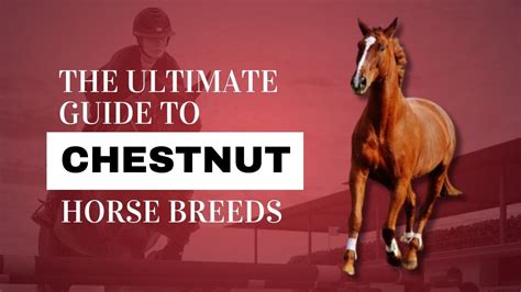 The Ultimate Guide To Chestnut Horse Breeds Strathorn Farm
