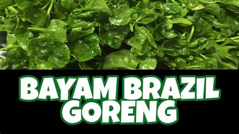 Resepi mudah bayam brazil tumis ala thai. CARA MUDAH DAN RESEPI BAYAM BRAZIL GORENG RESEPI BRAZIL ...